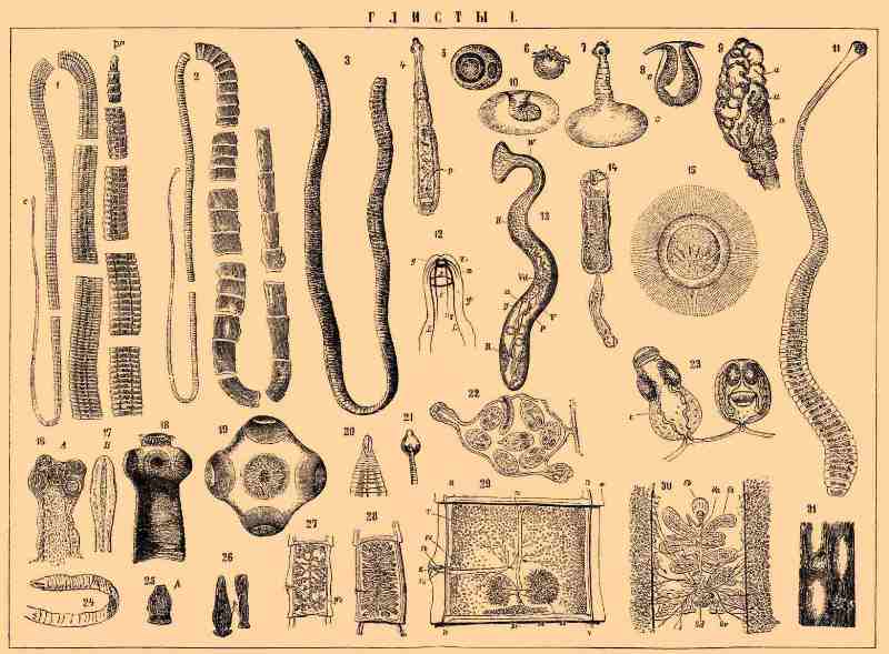 Разновидности глистов у человека, фото с названиями паразитов