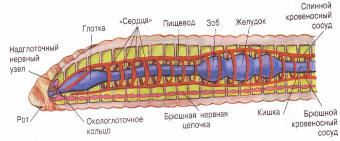 строение круглых червей