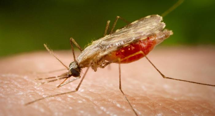 малярийный комар