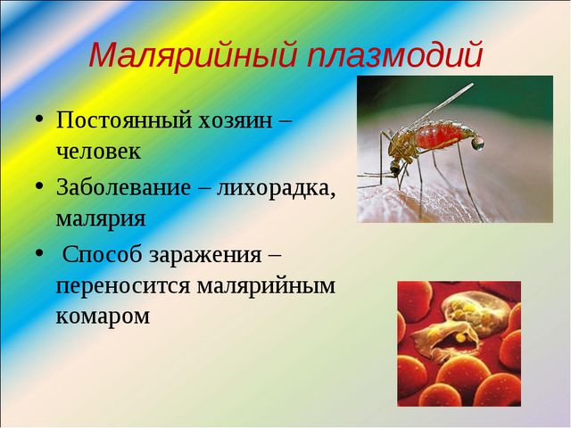 малярийный плазмодий