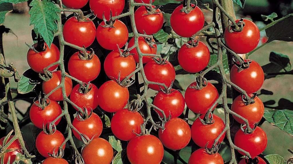 Как выбрать семена помидорок