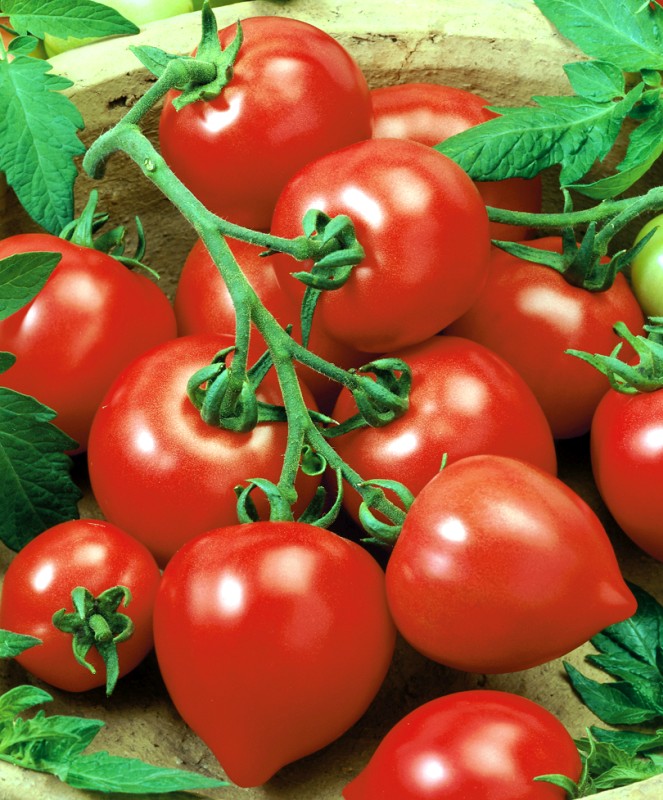 Семена томат «Моя любовь F1» фото