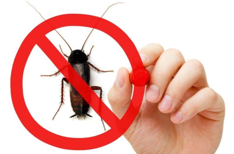 Как избавиться от тараканов дома и в квартире